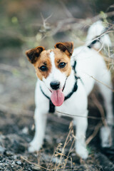 a small dog of the Jack Russell Terrier breed on a walk