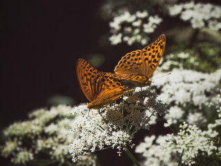 Two bright orange large mother of pearl butterfly sitting on a white flower against blurred green...
