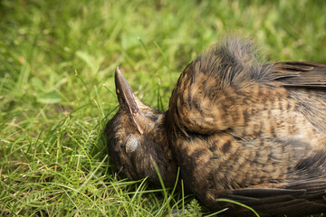 Dead blackbird after colliding with glass