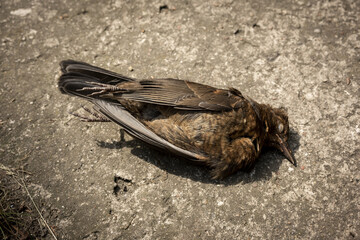 Dead blackbird after colliding with glass