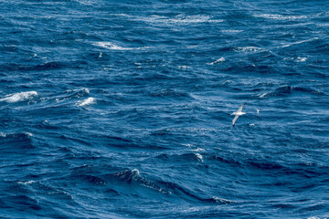 Southern Royal Albatross (Diomedea epomophora) in South Atlantic Ocean, Southern Ocean, Antarctica