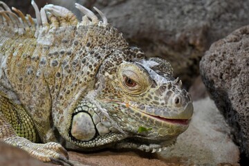 Smiling iguana lizard 