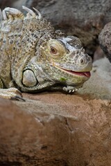 iguana Face close up 