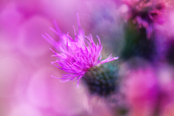 Floral background. Thorny thistle flower in a morning sun. Closeup. Nature.