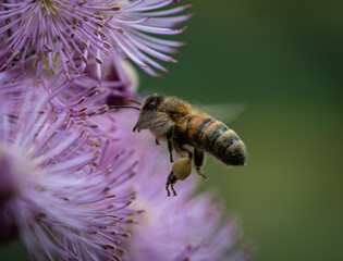 Bee flying 