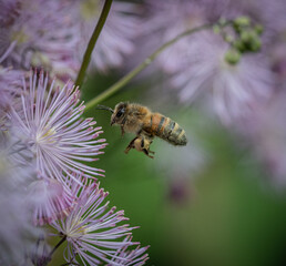 Bee flying
