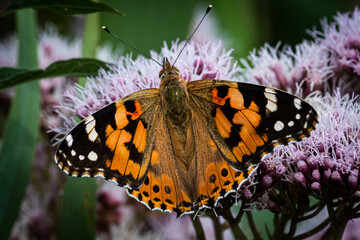butterfly on flower