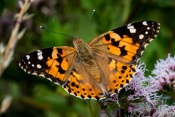 butterfly on flower