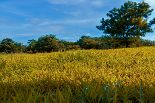 Grasslands Are Generally Open And Continuous, Fairly Flat Areas Of Grass. They Are Often Located Between Temperate Forests At High Latitudes And Deserts At Subtropical Latitudes.