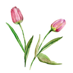 Motif.Tulip pattern.Watercolor.Image on a white background.