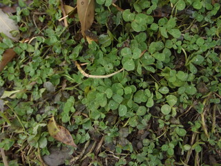 clovers