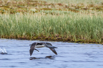 Fototapeta premium Red-throated Loon (Gavia stellata) in Barents Sea coastal area, Russia