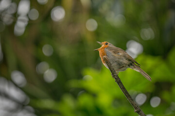 Robin Red Breast yawning on a perch