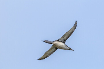 Red-throated Loon (Gavia stellata) in Barents Sea coastal area, Russia