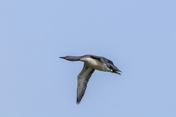 Red-throated Loon (Gavia stellata) in Barents Sea coastal area, Russia