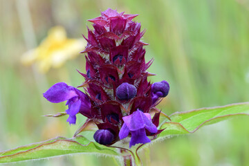 Selfheal Flower 02