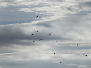 birds in the sky