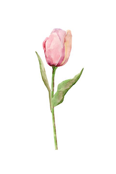 Motif.Tulip pattern.Watercolor.Image on a white background.