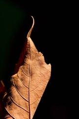 Autumn maple leaf close-up. Abstract composition. Autumn mood.