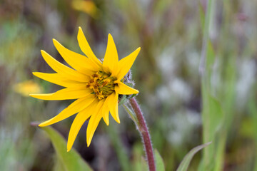 Balsamroot Flower 07