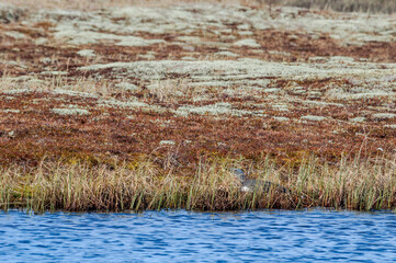 Red-throated Loon (Gavia stellata) at nest in Barents Sea coastal area, Russia