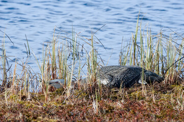 Red-throated Loon (Gavia stellata) at nest in Barents Sea coastal area, Russia