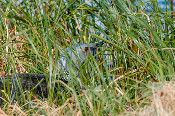 Red-throated Loon (Gavia stellata) at nest in Barents Sea coastal area, Russia