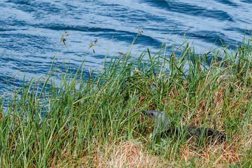 Red-throated Loon (Gavia stellata) at nest in Barents Sea coastal area, Russia