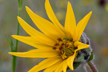 Balsamroot Florets 09