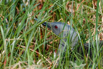 Red-throated Loon (Gavia stellata) at nest in Barents Sea coastal area, Russia