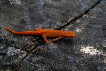 Eastern Red-spotted Newt on a wood surface
