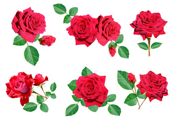 Collection of red rose flowers and green leaves isolated on white background 