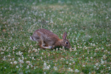 Wild Rabbit Jumping Through Clover