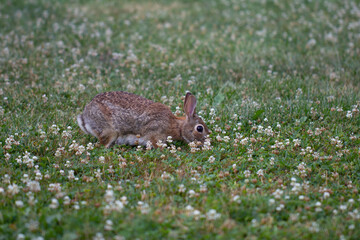 Wild Brown Rabbit Eating Clover