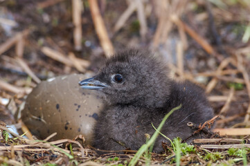 Red-throated Loon (Gavia stellata) chick in Barents Sea coastal area, Russia © Nick Taurus