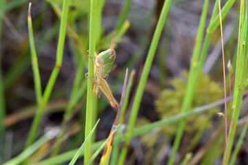 Juvenile Grasshopper 01