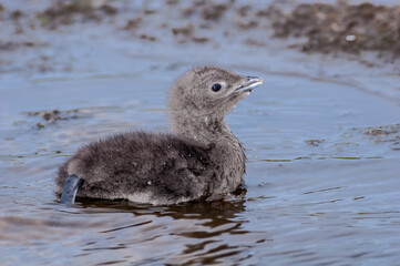 Red-throated Loon (Gavia stellata) chick in Barents Sea coastal area, Russia