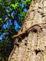 lizard on a tree