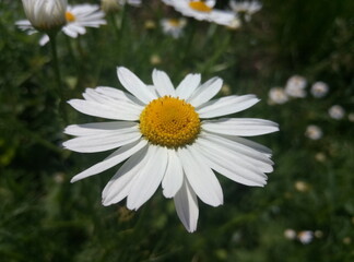 macro daisy in a garden