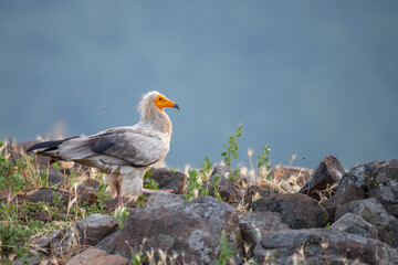 Egyptian vulture - Neophron percnopterus