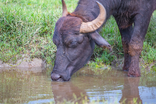 Domestic water buffalo - Bubalus bubalis