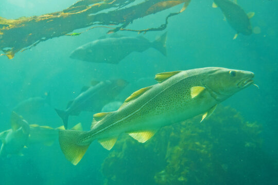 Cod fish and seaweed plant under water, Norway