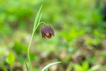 Fritillaria montana