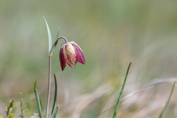 Fritillaria montana