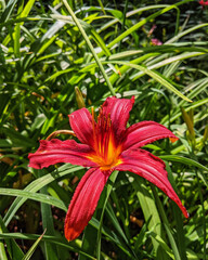Red Day Lily