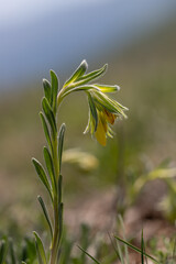 Onosma taurica - Golden drop