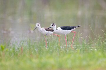 Black-winged stilt - Himantopus himantopus