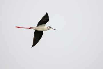 Black-winged stilt - Himantopus himantopus