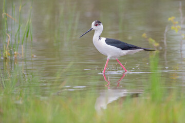 Fototapeta premium Black-winged stilt - Himantopus himantopus