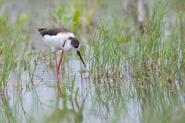 Black-winged stilt - Himantopus himantopus